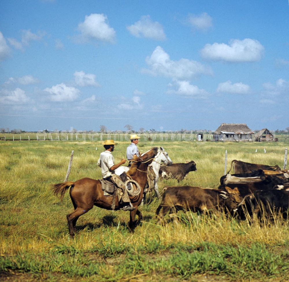 Camagüey: Kubanische Rinderzüchter treiben die Herde über die Weidebei Camagüey in Kuba.