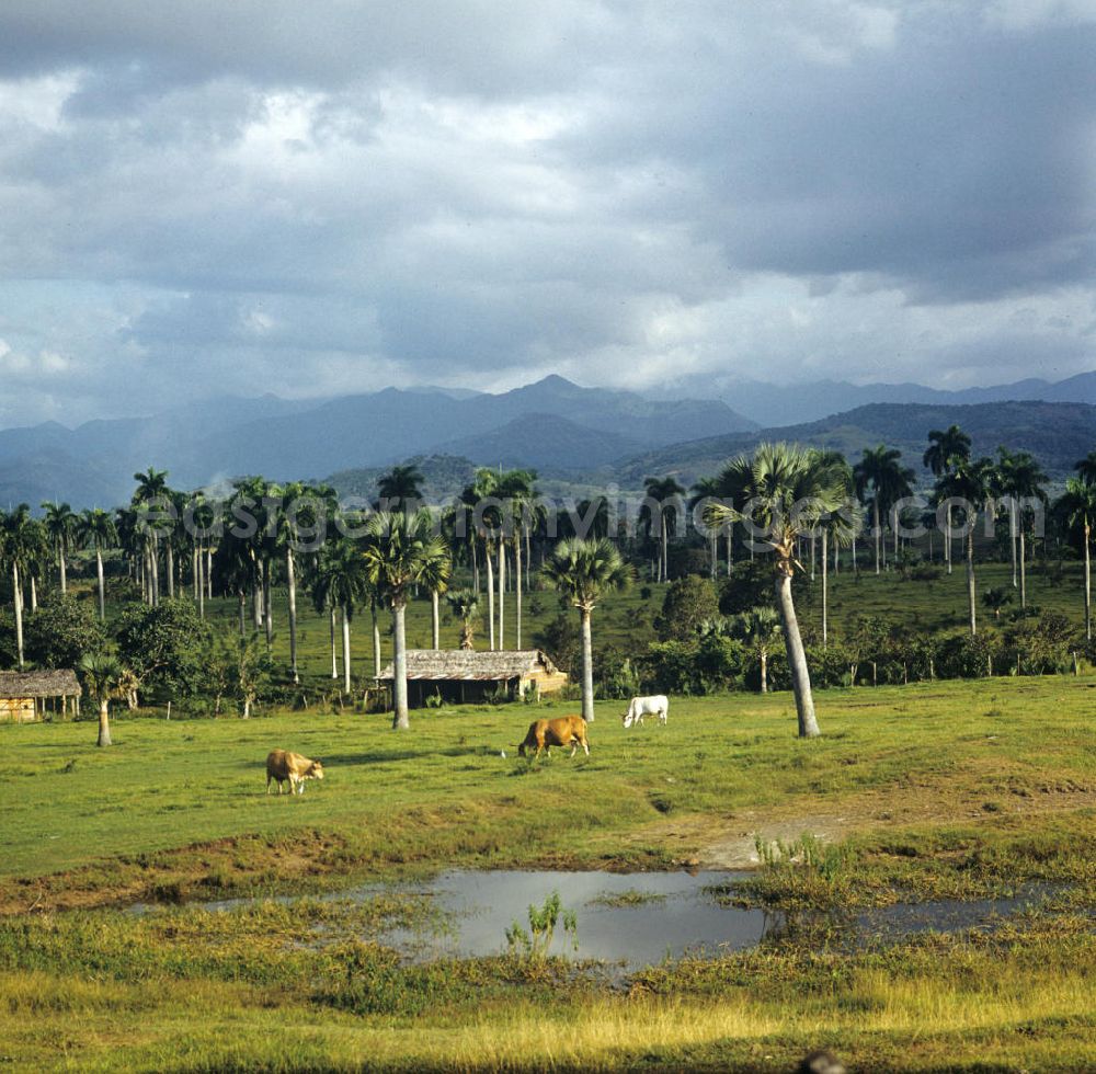 GDR picture archive: Gibara - Kühe weiden auf einer Wiese, im Hintergrund Blick auf die Sierra Maestra (Hauptgebirge) im Osten von Kuba.