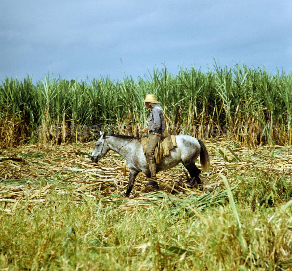 GDR picture archive: Ciego de Ávila - Die Zuckerrohrernte - die sogenannte Zafra - erfolgt in Kuba noch meist auf traditionelle Weise, hier reitet ein Arbeiter auf einem Maultier durch ein Zuckerrohrfeld. Sugar cane harvest, the so-called Zafra, in Cuba.