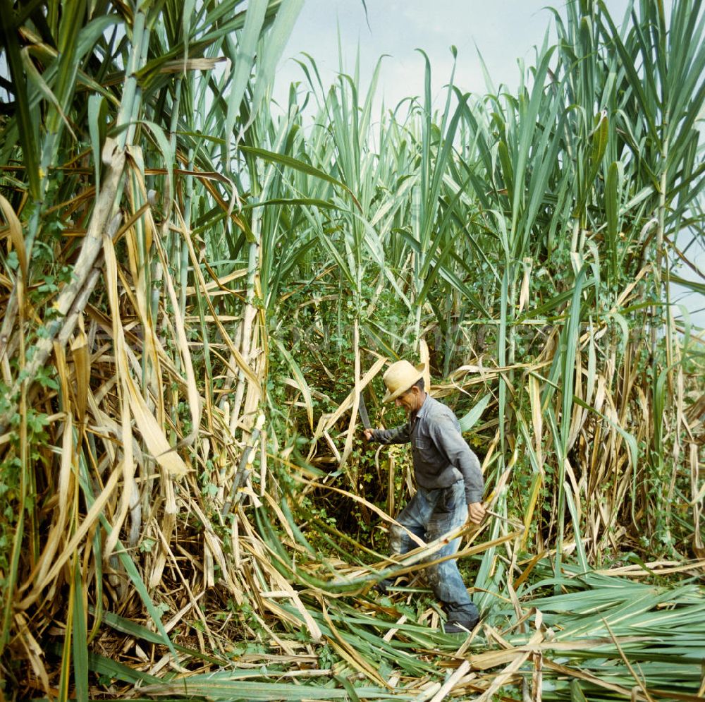 GDR photo archive: Ciego de Ávila - Blick auf eine Zuckerrohrplantage - hier machen zwei Arbeiter vor den ärmlich wirkenden Behausungen eine Pause in Camagüey - Kuba. Plant area of a Sugar Cane Plantation in Cuba.