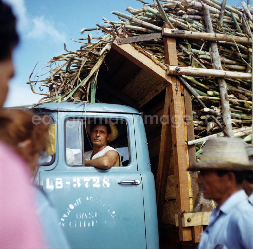 GDR picture archive: Ciego de Ávila - Die Zuckerrohrernte - die sogenannte Zafra - erfolgt in Kuba noch meist auf traditionelle Weise, hier ein mit Zuckerrohr vollbeladener Transporter. Sugar cane harvest, the so-called Zafra, in Cuba.