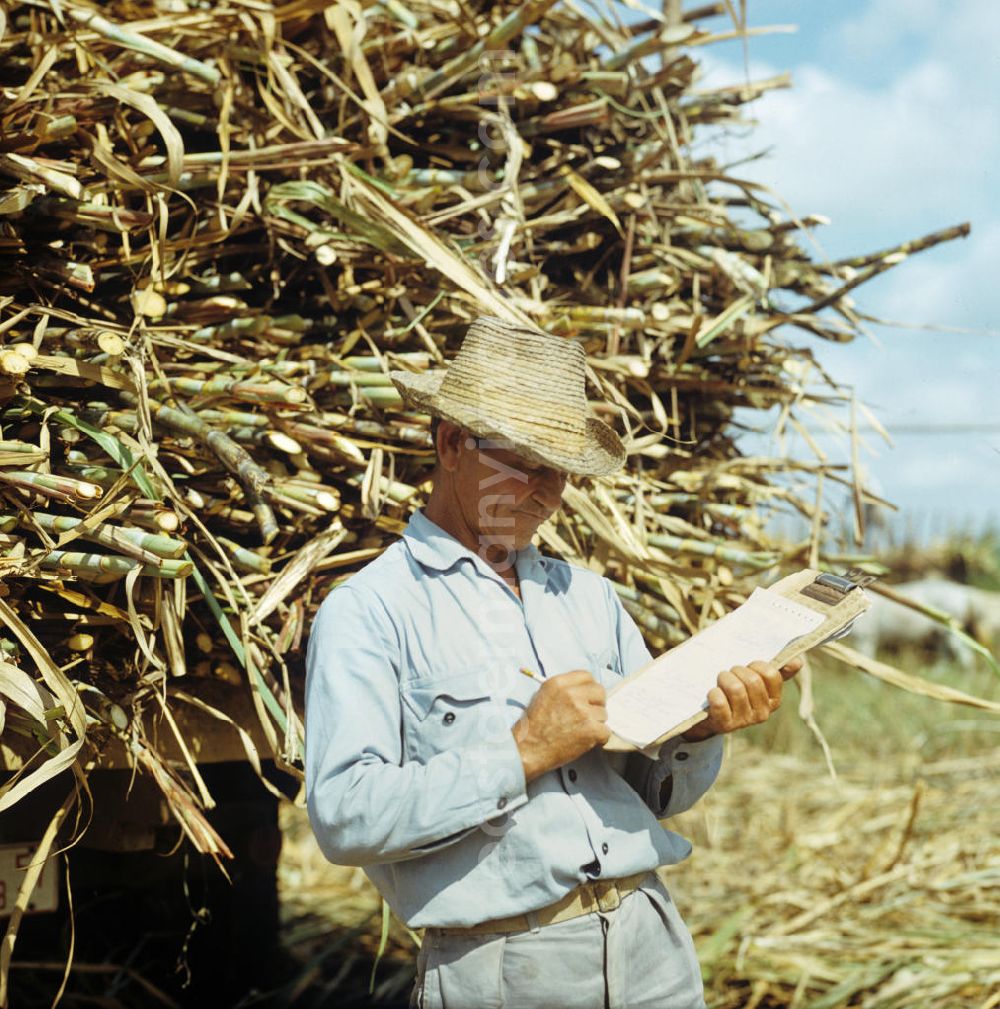 Ciego de Ávila: Die Zuckerrohrernte - die sogenannte Zafra - erfolgt in Kuba noch meist auf traditionelle Weise, hier kontrolliert ein Arbeiter die Ernte des Zuckerrohrs. Sugar cane harvest, the so-called Zafra, in Cuba.