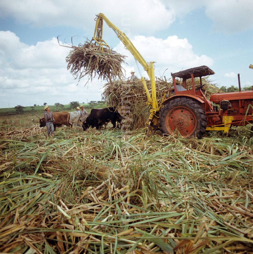 Ciego de Ávila: Die Zuckerrohrernte - die sogenannte Zafra - erfolgt in Kuba noch meist auf traditionelle Weise, hier wird das per Hand geschnittene Rohr mit Hilfe eines Traktors auf einen von Ochsen gezogenen Wagen gehoben. Sugar cane harvest, the so-called Zafra, in Cuba.