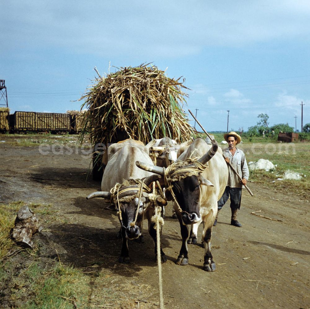 GDR photo archive: Ciego de Ávila - Die Zuckerrohrernte - die sogenannte Zafra - erfolgt in Kuba noch auf traditionelle Weise, hier zwei Ochsen beim Ernteeinsatz. Sugar cane harvest, the so-called Zafra, in Cuba.