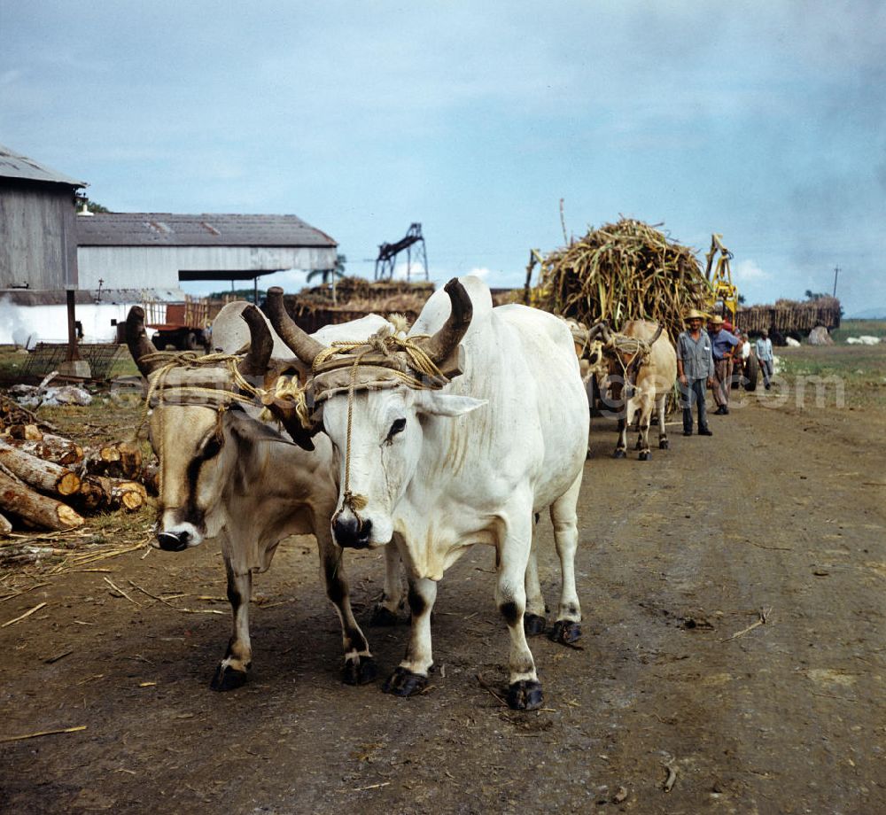 GDR picture archive: Ciego de Ávila - Die Zuckerrohrernte - die sogenannte Zafra - erfolgt in Kuba noch auf traditionelle Weise, hier zwei Ochsen beim Ernteeinsatz. Sugar cane harvest, the so-called Zafra, in Cuba.