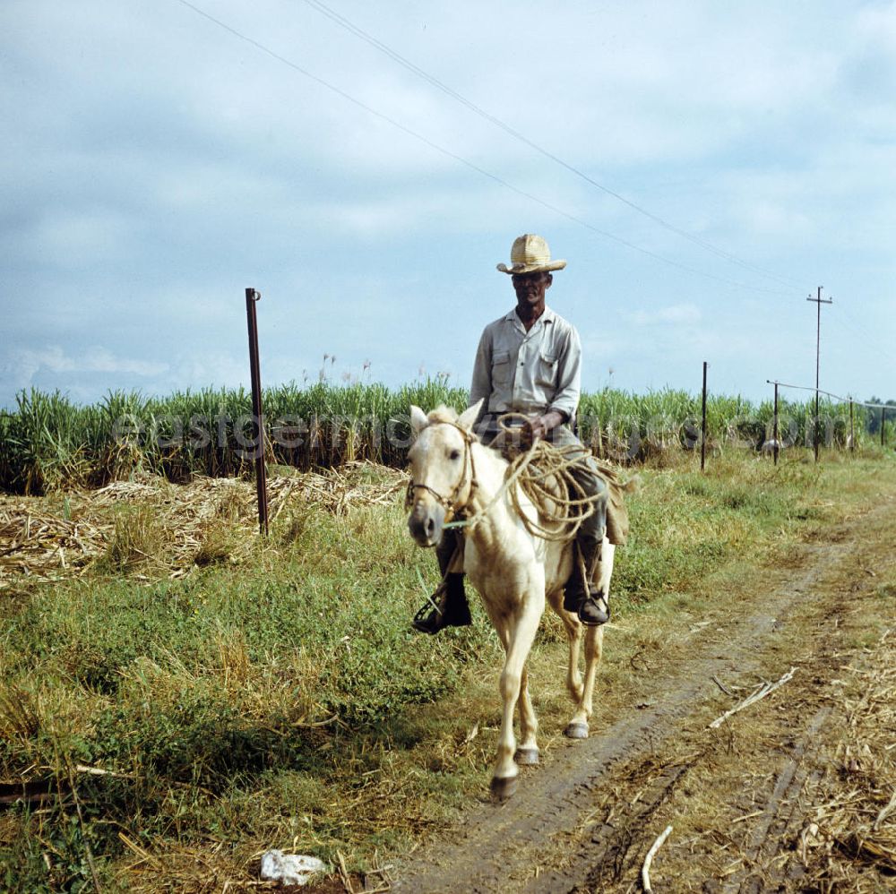 Ciego de Ávila: Die Zuckerrohrernte - die sogenannte Zafra - erfolgt in Kuba noch meist auf traditionelle Weise, hier Arbeiter bei der Ernte im Zuckerrohrfeld. Sugar cane harvest, the so-called Zafra, in Cuba.