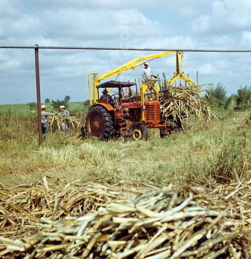 GDR photo archive: Ciego de Ávila - Die Zuckerrohrernte - die sogenannte Zafra - erfolgt in Kuba noch meist auf traditionelle Weise, hier wird das per Hand geschnittene Rohr mit Hilfe eines Traktors auf einen Wagen gehoben. Sugar cane harvest, the so-called Zafra, in Cuba.