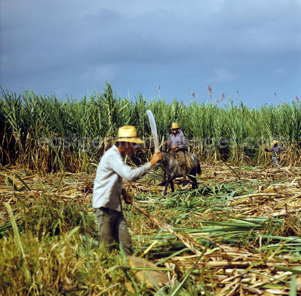 Ciego de Ávila: Die Zuckerrohrernte - die sogenannte Zafra - erfolgt in Kuba noch meist auf traditionelle Weise, hier ein Arbeiter bei der Ernte des Zuckerrohrs mit der Machete. Sugar cane harvest, the so-called Zafra, in Cuba.