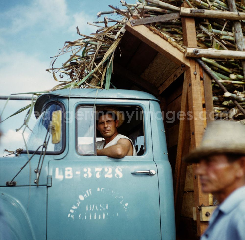 GDR image archive: Ciego de Ávila - Die Zuckerrohrernte - die sogenannte Zafra - erfolgt in Kuba noch meist auf traditionelle Weise, hier ein mit Zuckerrohr vollbeladener Transporter. Sugar cane harvest, the so-called Zafra, in Cuba.