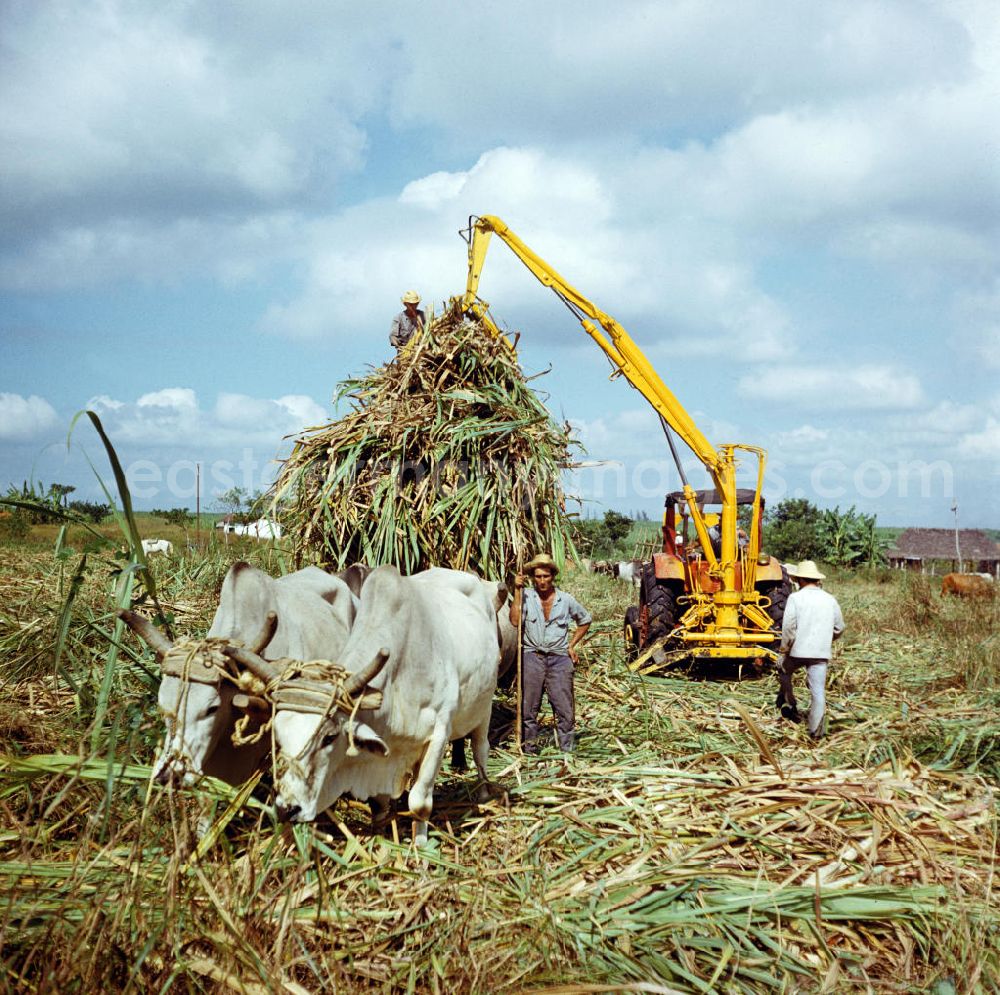 GDR photo archive: Ciego de Ávila - Die Zuckerrohrernte - die sogenannte Zafra - erfolgt in Kuba noch meist auf traditionelle Weise, hier wird das per Hand geschnittene Rohr mit Hilfe eines Traktors auf einen von Ochsen gezogenen Wagen gehoben. Sugar cane harvest, the so-called Zafra, in Cuba.