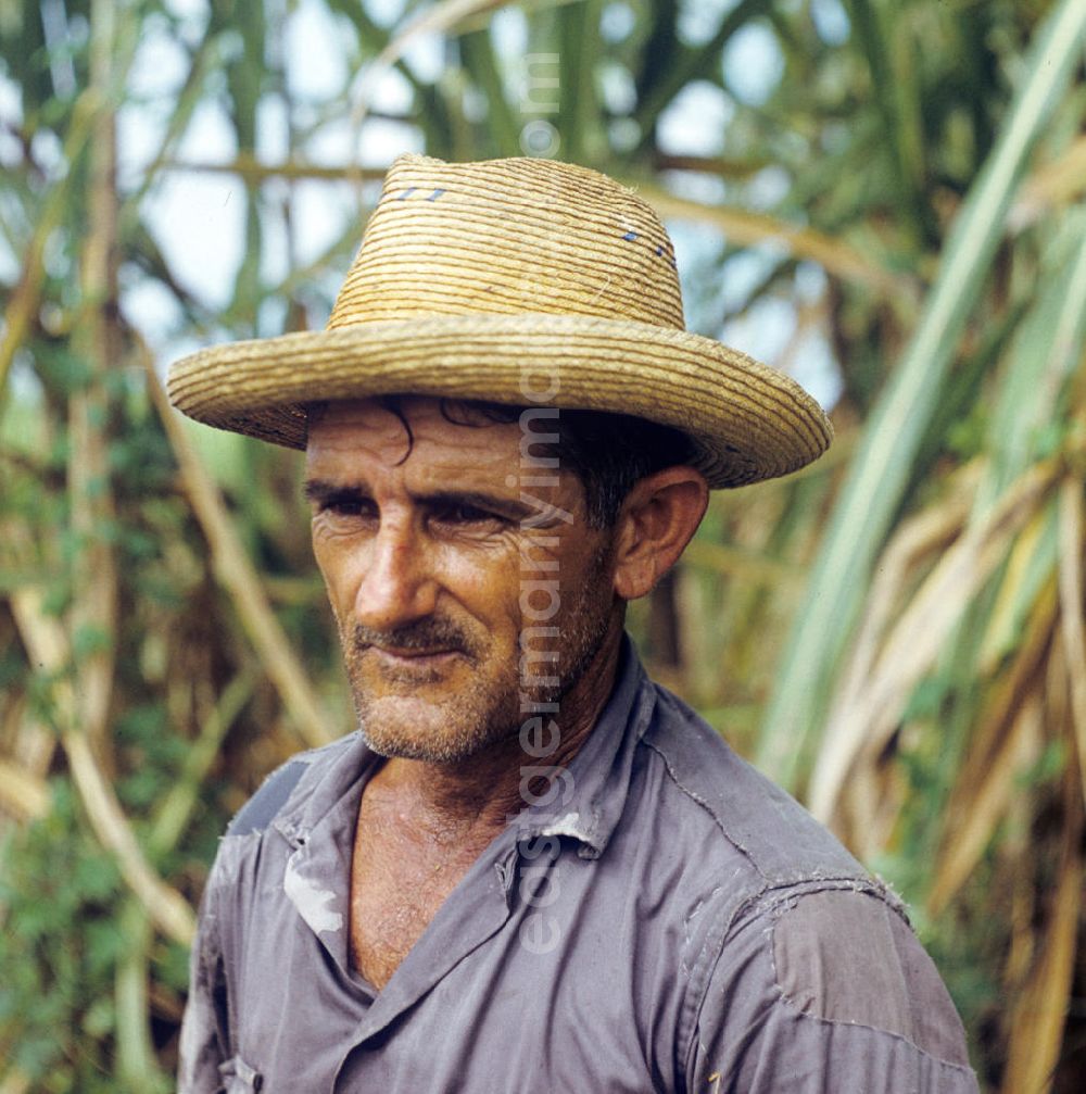 GDR picture archive: Ciego de Ávila - Die Zuckerrohrernte - die sogenannte Zafra - erfolgt in Kuba noch meist auf traditionelle Weise, hier ein Arbeiter einer Zuckerrohrplantage. Sugar cane harvest, the so-called Zafra, in Cuba.