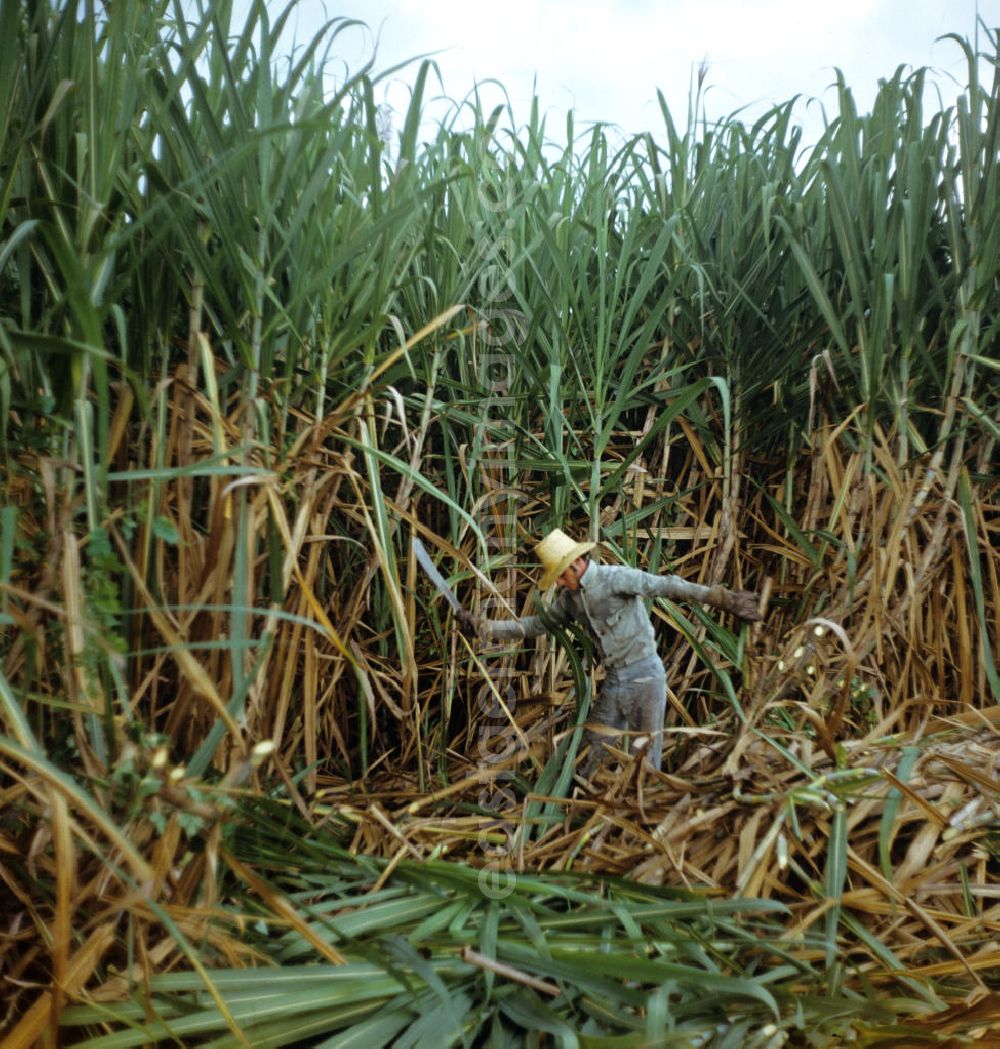 GDR image archive: Ciego de Ávila - Die Zuckerrohrernte - die sogenannte Zafra - erfolgt in Kuba noch meist auf traditionelle Weise, hier ein Arbeiter bei der Ernte des Zuckerrohrs mit der Machete. Sugar cane harvest, the so-called Zafra, in Cuba.
