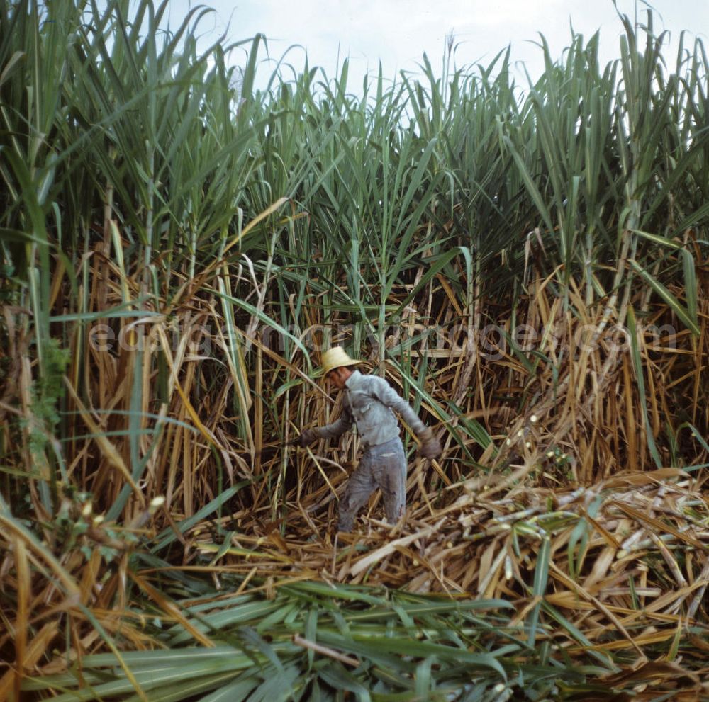GDR photo archive: Ciego de Ávila - Die Zuckerrohrernte - die sogenannte Zafra - erfolgt in Kuba noch meist auf traditionelle Weise, hier ein Arbeiter bei der Ernte des Zuckerrohrs mit der Machete. Sugar cane harvest, the so-called Zafra, in Cuba.