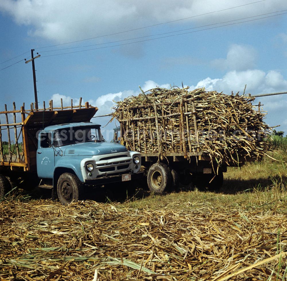 Ciego de Ávila: Die Zuckerrohrernte - die sogenannte Zafra - erfolgt in Kuba noch meist auf traditionelle Weise, während ein mit Zuckerrohr vollbeladener Transporter gerade abfährt, wartet ein weiterer auf die neue Ladung. Sugar cane harvest, the so-called Zafra, in Cuba.