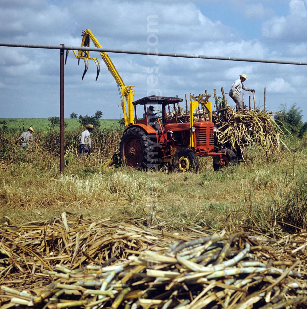 GDR image archive: Ciego de Ávila - Die Zuckerrohrernte - die sogenannte Zafra - erfolgt in Kuba noch meist auf traditionelle Weise, hier wird das per Hand geschnittene Rohr mit Hilfe eines Traktors auf einen Wagen gehoben. Sugar cane harvest, the so-called Zafra, in Cuba.