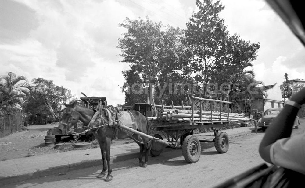 GDR picture archive: Varadero - Auf dem Weg nach Varadero - Straßenszene mit Pferdegespann.