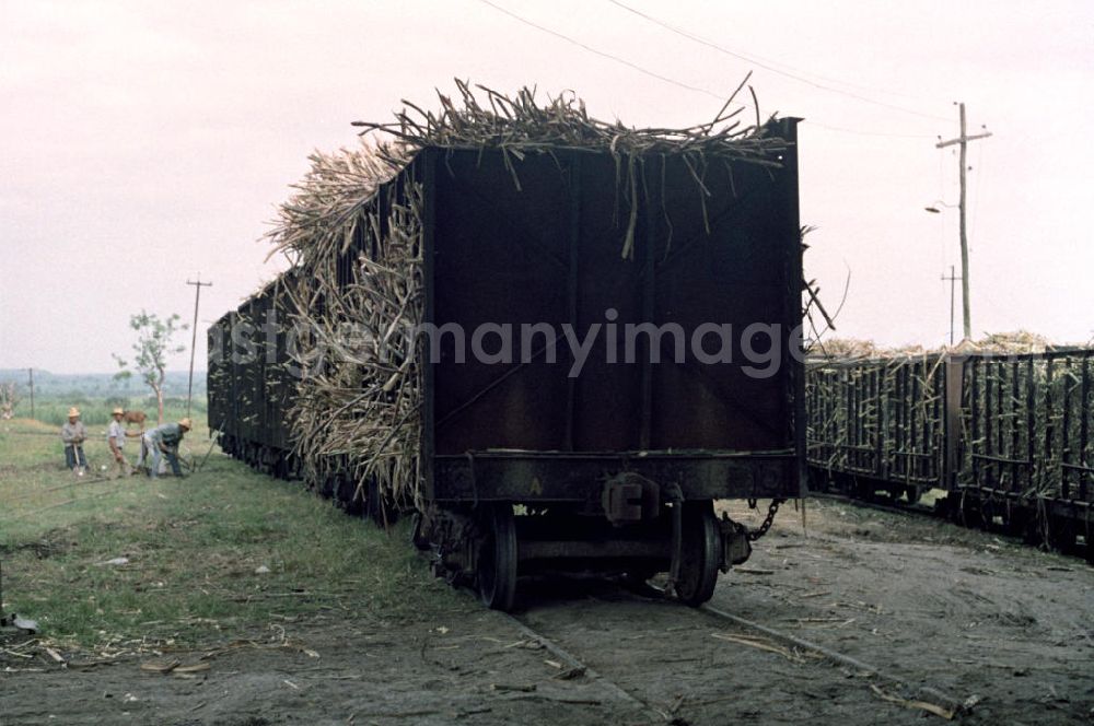 GDR photo archive: Cienfuegos - Transport des Zuckerrohrs in eine Zuckerfabrik in Cienfuegos. In den 60er und 7