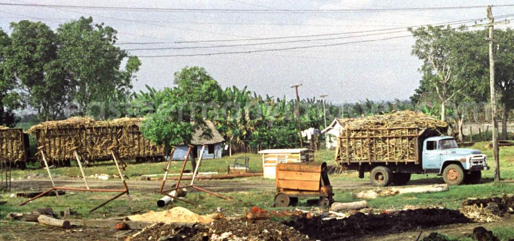 GDR image archive: Cienfuegos - Transport des Zuckerrohrs in eine Zuckerfabrik in Cienfuegos. In den 60er und 7