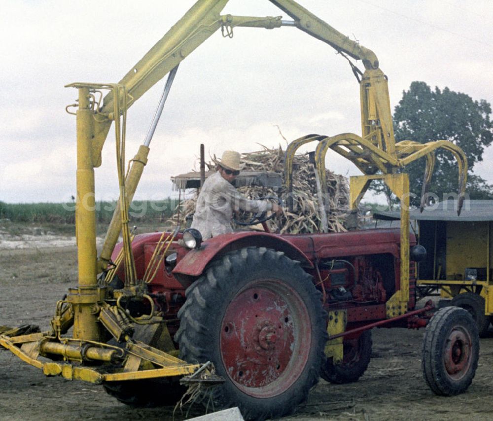 GDR picture archive: Cienfuegos - Allmählich hält die Technik Einzug in die traditionelle Zuckerrohrernte, die sogenannte Zafra, in Kuba - hier Traktoren, mit deren Hilfe das per Hand geschnittene Rohr auf dem Feld für den Abtransport auf die Wagen geladen wird. In den 60er und 7