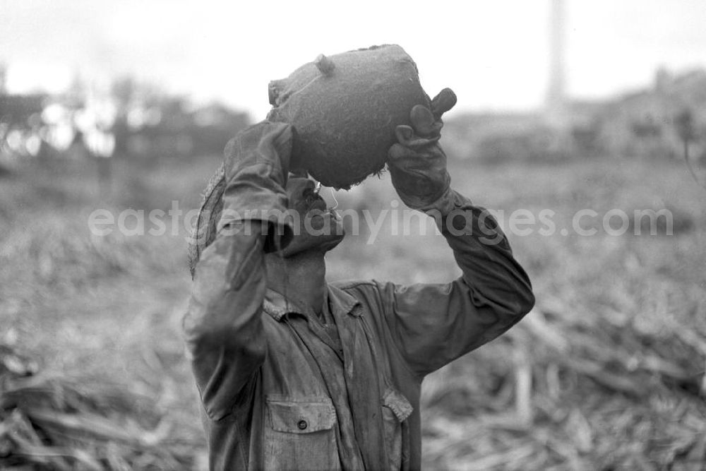 GDR image archive: Camagüey - Die Zuckerrohrernte - die sogenannte Zafra - erfolgt in Kuba noch meist auf traditionelle Weise, hier erfrischt sich ein Arbeiter mit Wasser aus der Trinkflasche in der kubanischen Provinz Camagüey.