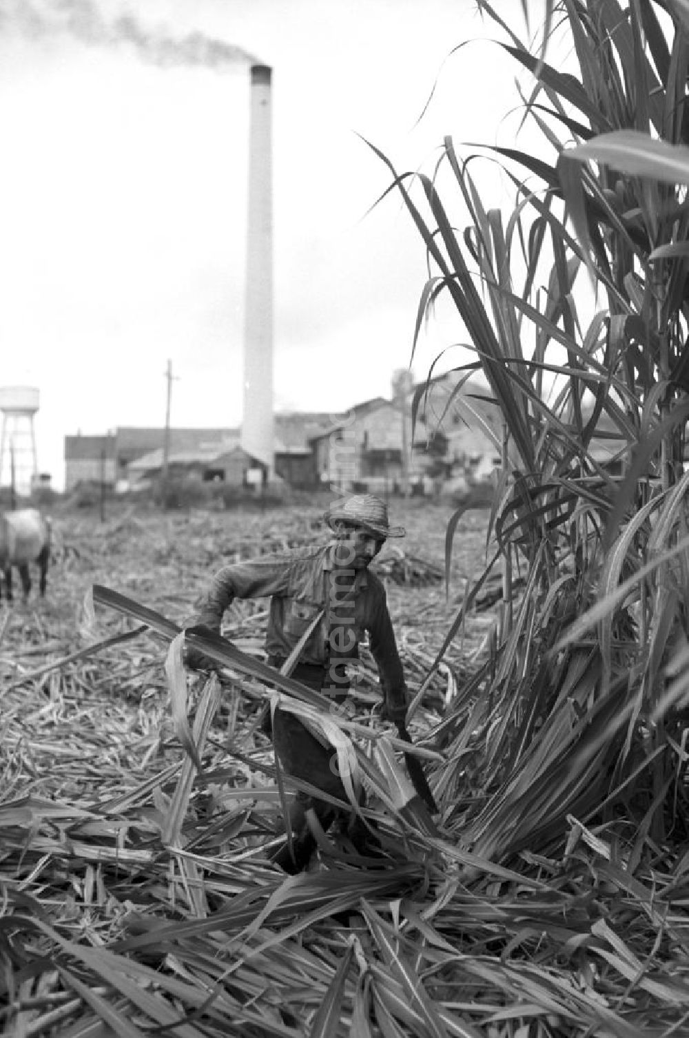 GDR photo archive: Camagüey - Die Zuckerrohrernte - die sogenannte Zafra - erfolgt in Kuba noch meist auf traditionelle Weise, hier ein Arbeiter bei der Ernte des Zuckerrohrs mit der Machete in der kubanischen Provinz Camagüey.