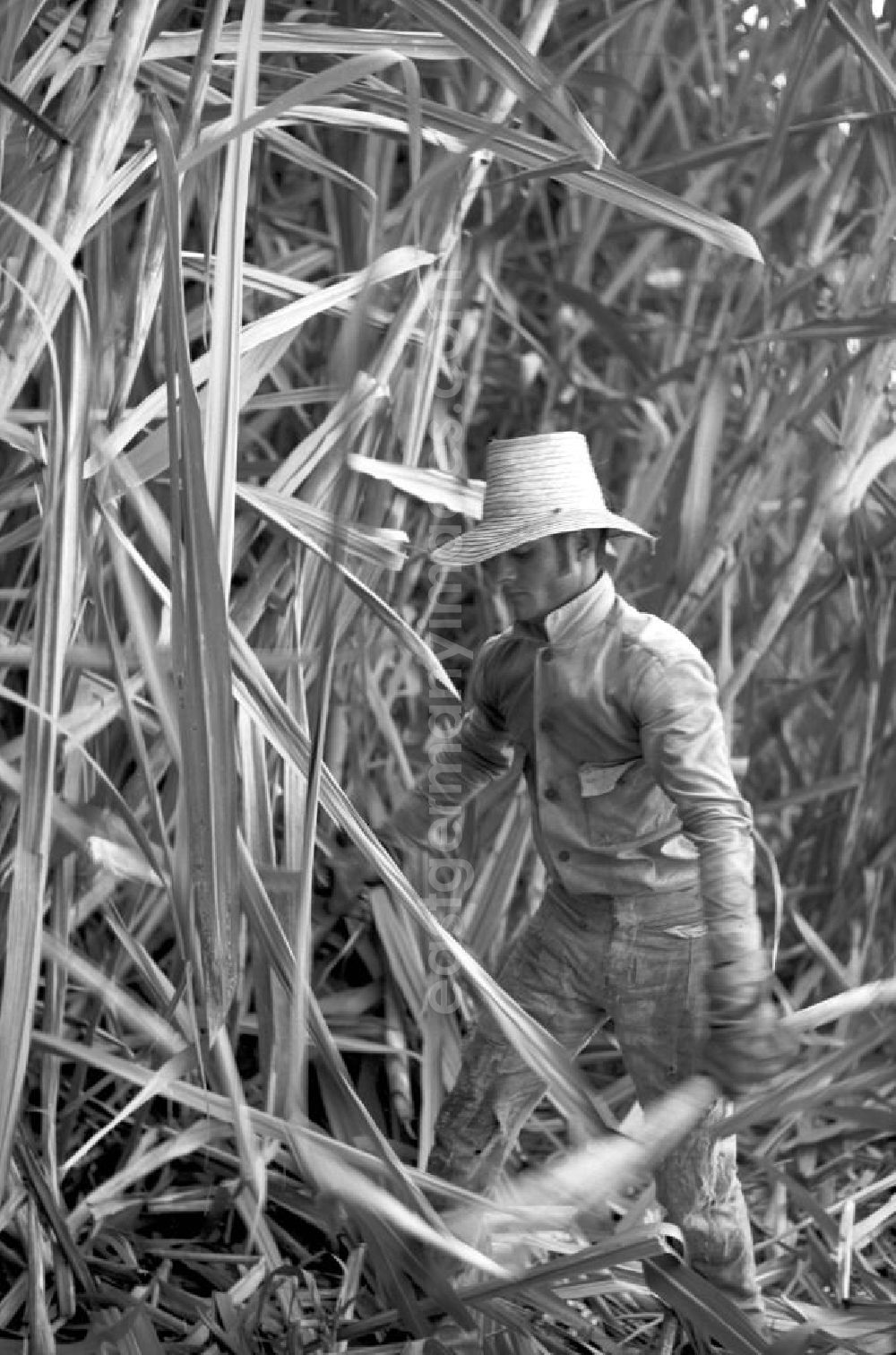 GDR picture archive: Camagüey - Die Zuckerrohrernte - die sogenannte Zafra - erfolgt in Kuba noch meist auf traditionelle Weise, hier ein Arbeiter bei der Ernte des Zuckerrohrs mit der Machete, aufgenommen am 22.11.1972 in der kubanischen Provinz Camagüey.