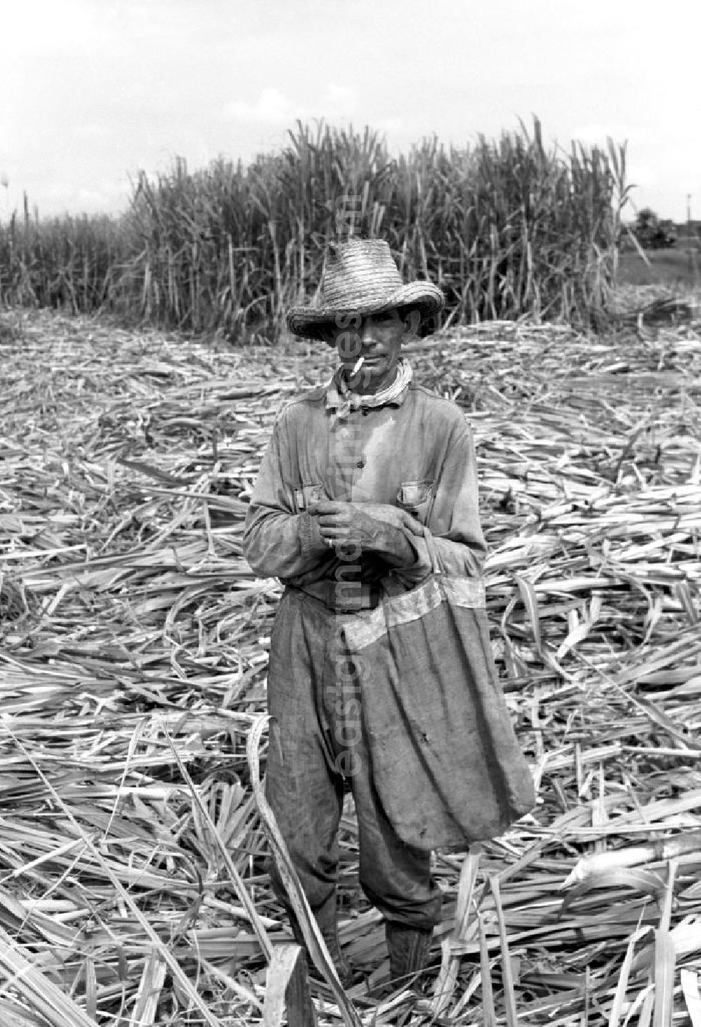 GDR picture archive: Camagüey - Ein Arbeiter während der Zuckerrohrernte, die sogenannte Zafra, in der kubanischen Provinz Camagüey.