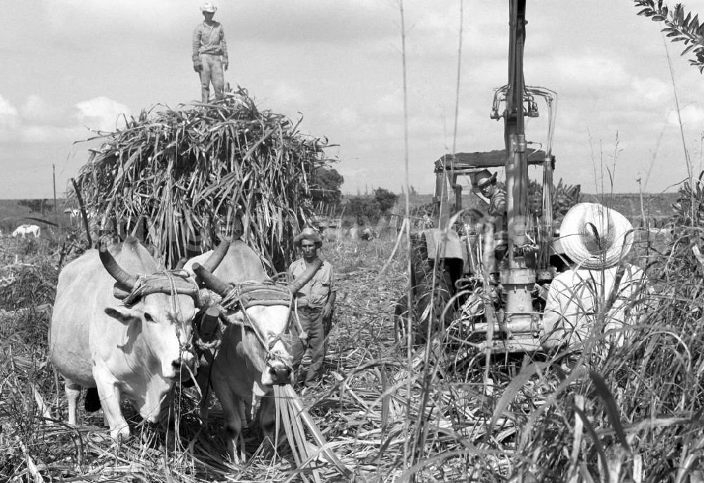 GDR picture archive: Camagüey - Die Zuckerrohrernte - die sogenannte Zafra - erfolgt in Kuba noch meist auf traditionelle Weise, hier wird das per Hand geschnittene Rohr mit Hilfe eines Traktors auf einen Wagen gehoben.