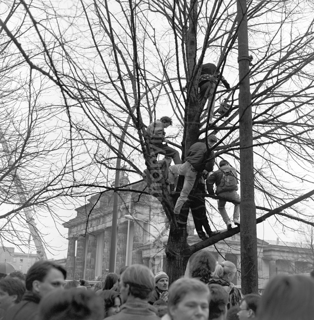 GDR picture archive: Berlin - Happening around the Brandenburg Gate shortly before the opening on the occasion of the Berlin Wall in November 1989 in Berlin. Spectators on trees in the Tiergarten near the Brandenburg Gate