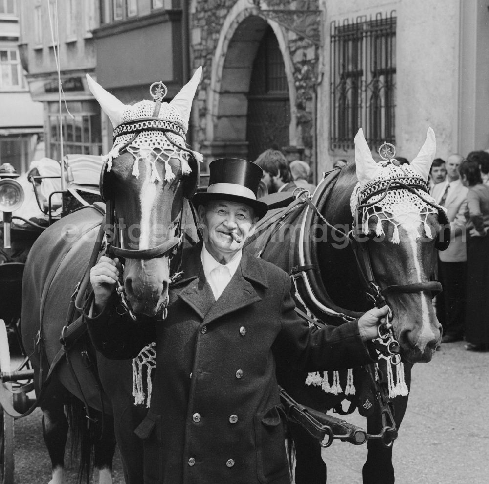 GDR photo archive: Eisenach - Coachman with two decorated horses in Eisenach in Thuringia in the area of the former GDR, German Democratic Republic