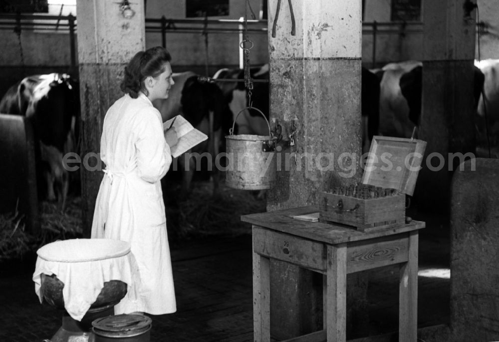GDR photo archive: Dresden - Laboratory assistant in a white coat weighs a bucket of milk in an publicly owned property animal breeding in Pillnitz in Dresden in the state Saxony on the territory of the former GDR, German Democratic Republic