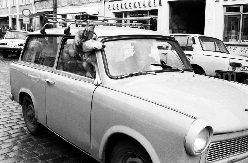 GDR photo archive: - Land Brandenburg Hund guckt aus Trabant Umschlagnummer: 7289