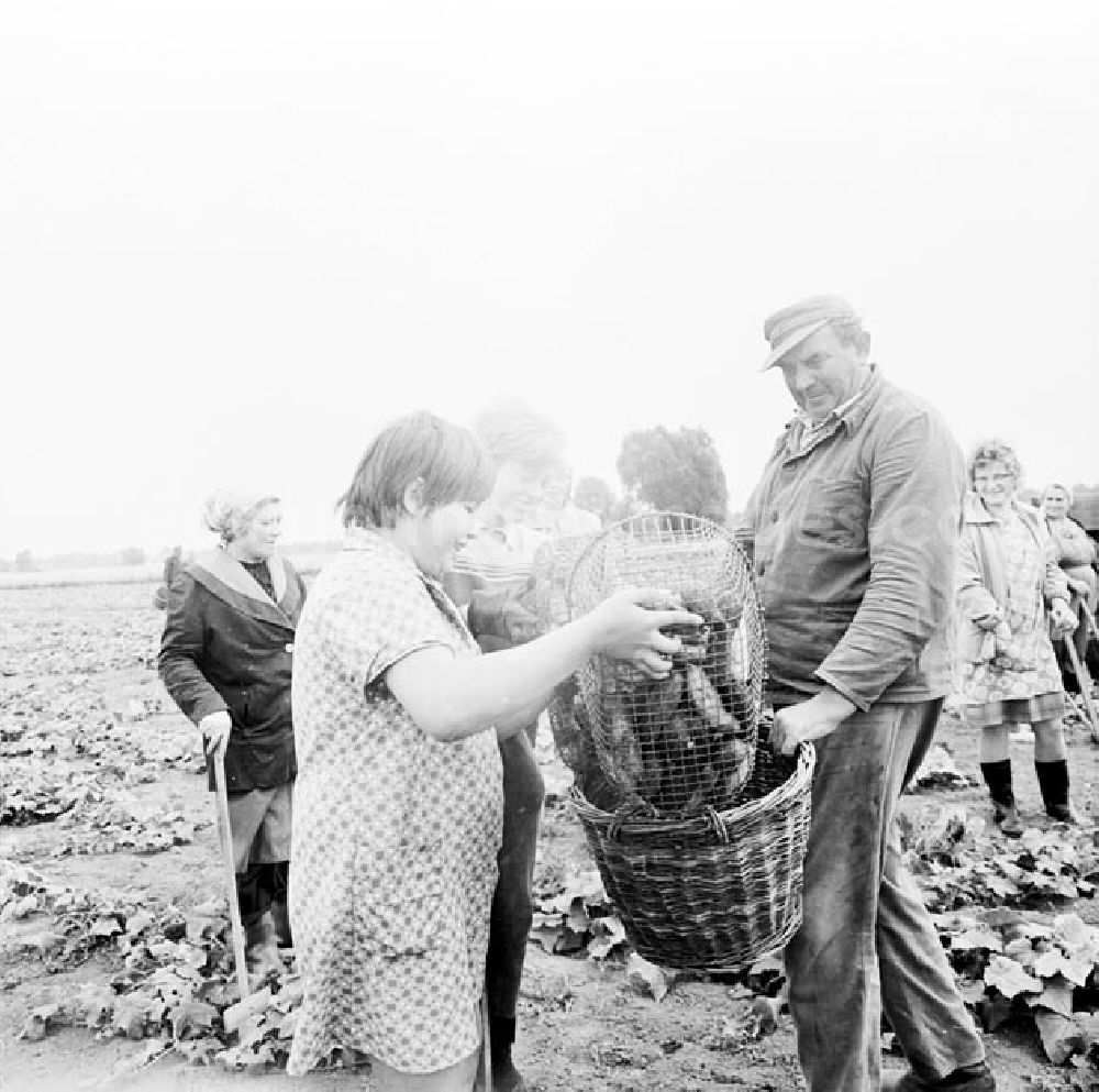 GDR image archive: Bad Saarow - August 1969 Landwirtschaft: Das ganze Dorf macht mit.