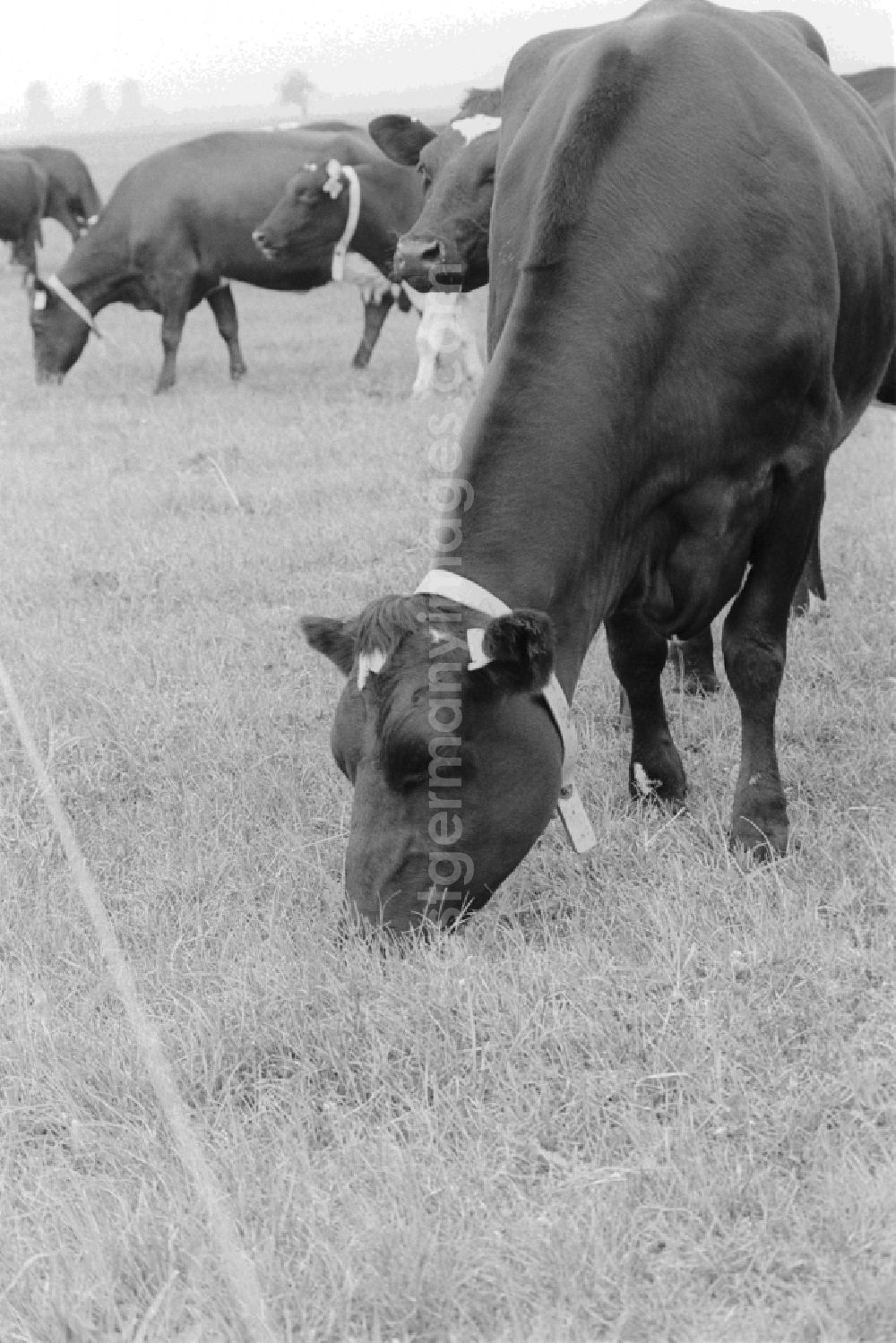 GDR image archive: Perleberg - Agriculture in the LPG - Animal Production Lanz in the former Perleberg, district of Schwerin, today in the state of Brandenburg in the area of the former GDR, German Democratic Republic. In the agricultural cooperative Lanz fodder for milk production was obtained mainly in meadows and pastures of the Labe region. For the Friesian cattle were milking. The meadows were irrigated dammed the water to from outfalls and the river Loecknitz and removed