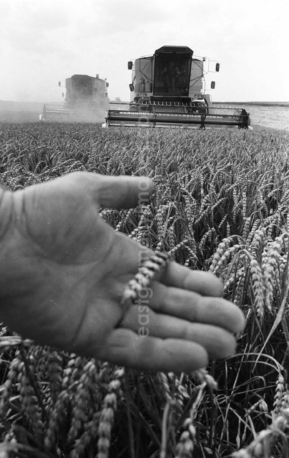 GDR picture archive: Demmin - Landwirtschaftsreportagen im Kreis Demmin 5.8. 92 Lange Umschlag 109