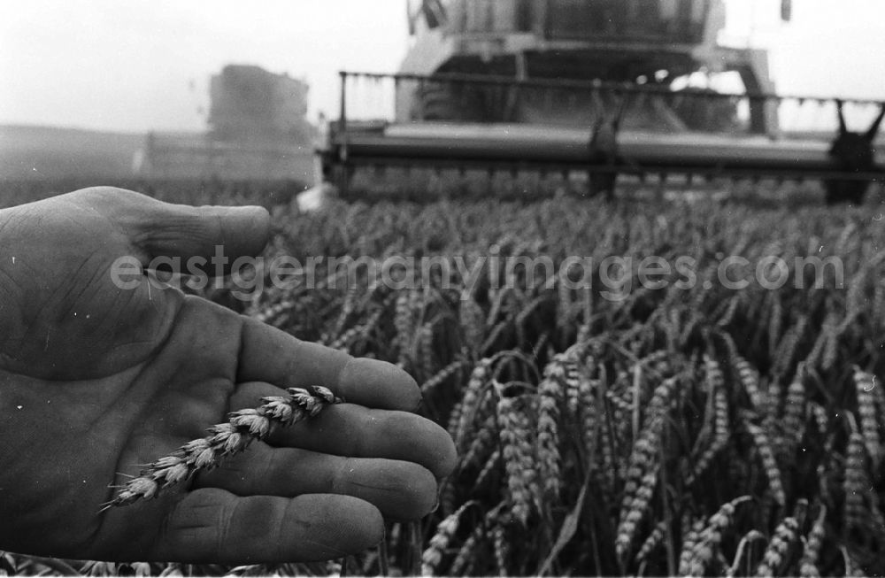 GDR image archive: Demmin - Landwirtschaftsreportagen im Kreis Demmin 5.8. 92 Lange Umschlag 109