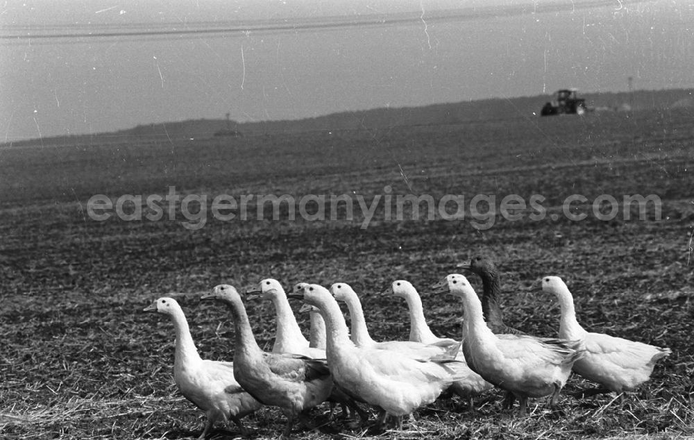 GDR image archive: Demmin - Landwirtschaftsreportagen im Kreis Demmin 5.8. 92 Lange Umschlag 109