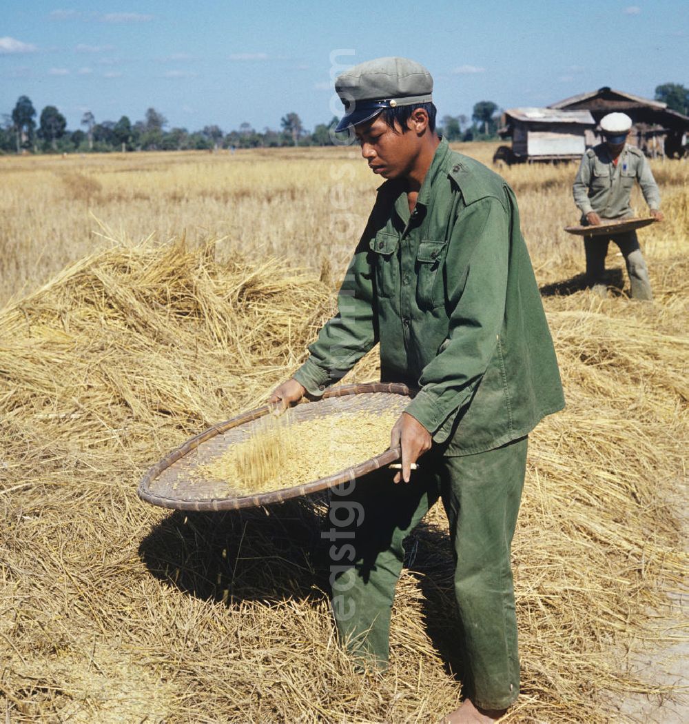 GDR photo archive: Nam Ngum - Soldaten der laotischen Armee helfen bei der Reisernte in der Demokratischen Volksrepublik Laos. Erst ein Jahr zuvor, am 2. Dezember 1975, war durch die kommunistisch geprägten Kräfte die Volksrepublik Laos ausgerufen worden. Die politische und wirtschaftliche Situation blieb aber auch in den Folgejahren unsicher und instabil.