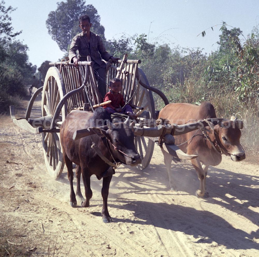 GDR image archive: Vientiane - Vater und Sohn fahren mit einem von zwei Büffeln gezogenen Karren auf einem Sandweg in der Demokratischen Volksrepublik Laos.