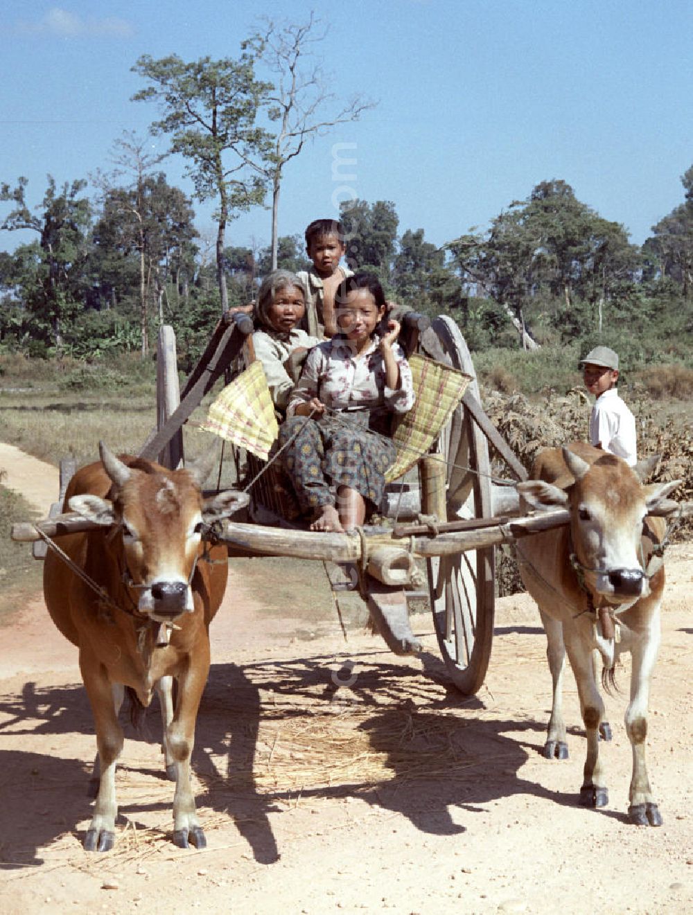 GDR picture archive: Vientiane - Eine Familie fährt mit einem von zwei Büffeln gezogenen Karren auf einem Sandweg in der Demokratischen Volksrepublik Laos.
