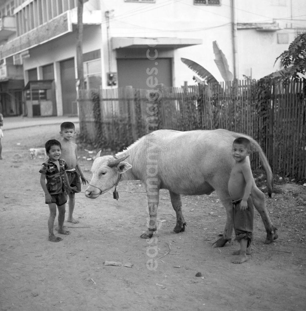 GDR picture archive: Vientiane - Kinder mit Rind auf einer Straße in Vientiane, der Hauptstadt der Demokratischen Volksrepublik Laos.