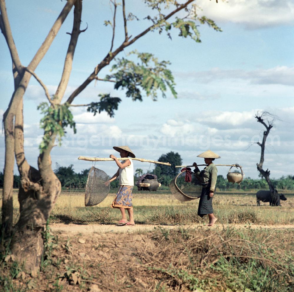 GDR picture archive: Nam Ngum - Frauen tragen geschulterte Körbe über ein Feld in der Demokratischen Volksrepublik Laos.