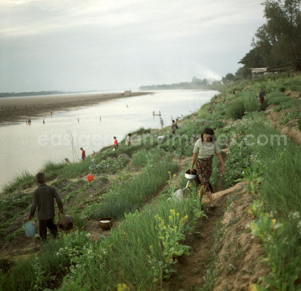 GDR photo archive: Nam Ngum - Am Ufer des Mekong in der Demokratischen Volksrepublik Laos haben Anwohner kleine Gärten angelegt.