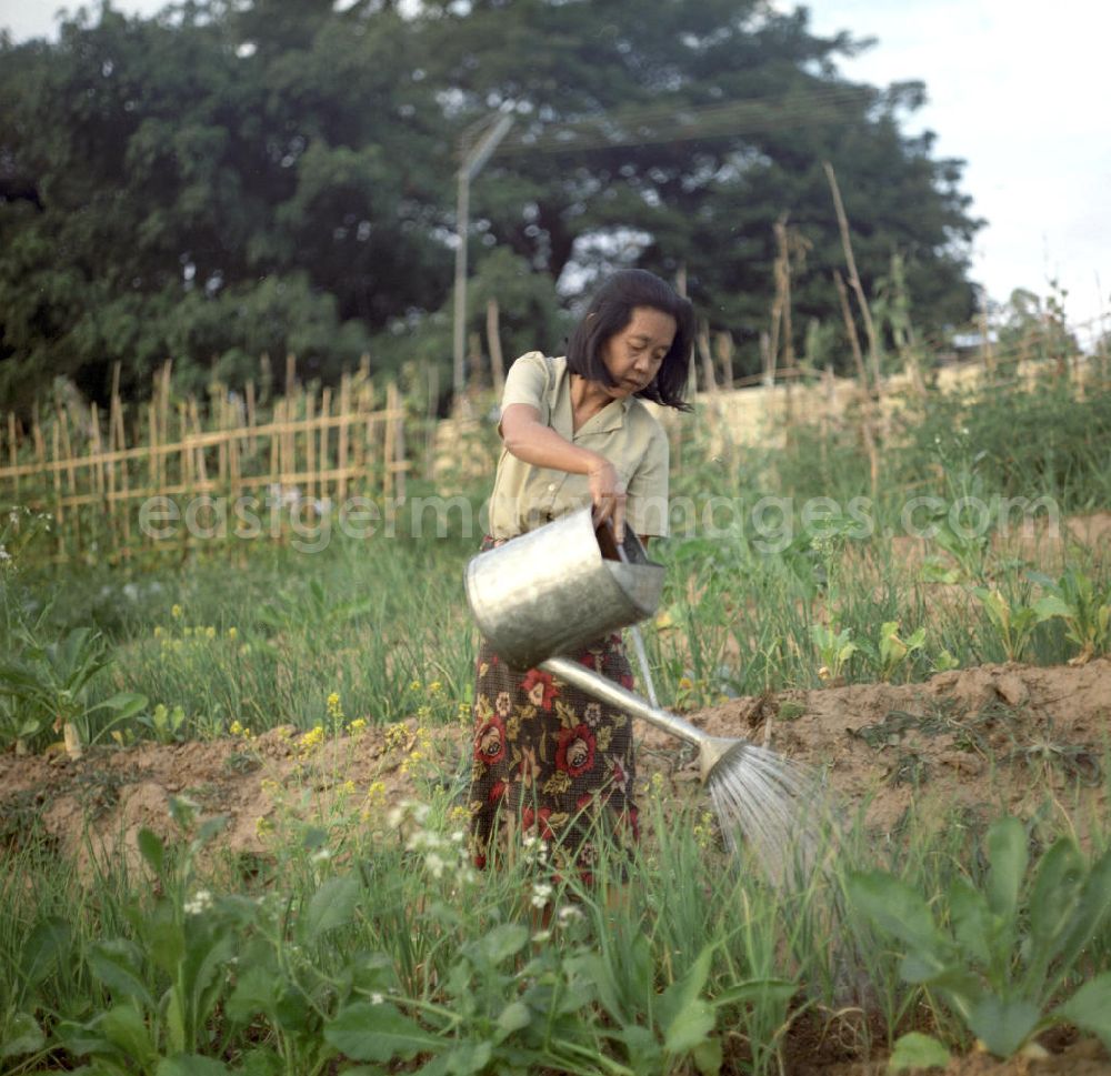 Nam Ngum: Am Ufer des Mekong in der Demokratischen Volksrepublik Laos haben Anwohner kleine Gärten angelegt.