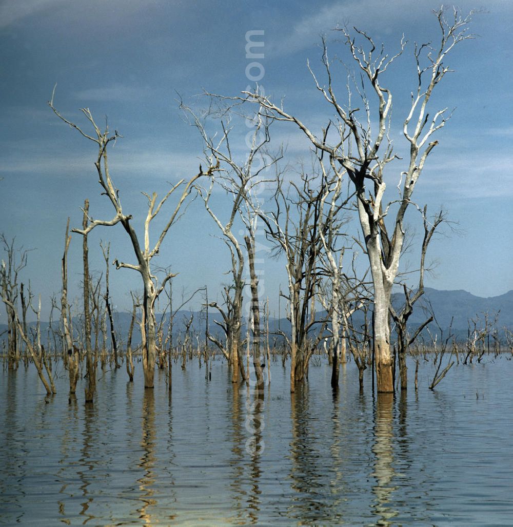 GDR picture archive: Ang Nam Ngum - Baumstämme ragen aus dem Nam-Ngum-Stausee in der Demokratischen Volksrepublik Laos. Der mit der Fertigstellung des Staudamms im Jahr 1971 entstandene gleichnamige See Ang Nam Ngum bildete ein Natur-Reservoir, in dem heute die Einheimischen v.a. vom Tourismus und von den Holzvorräten, die Anfang der 7