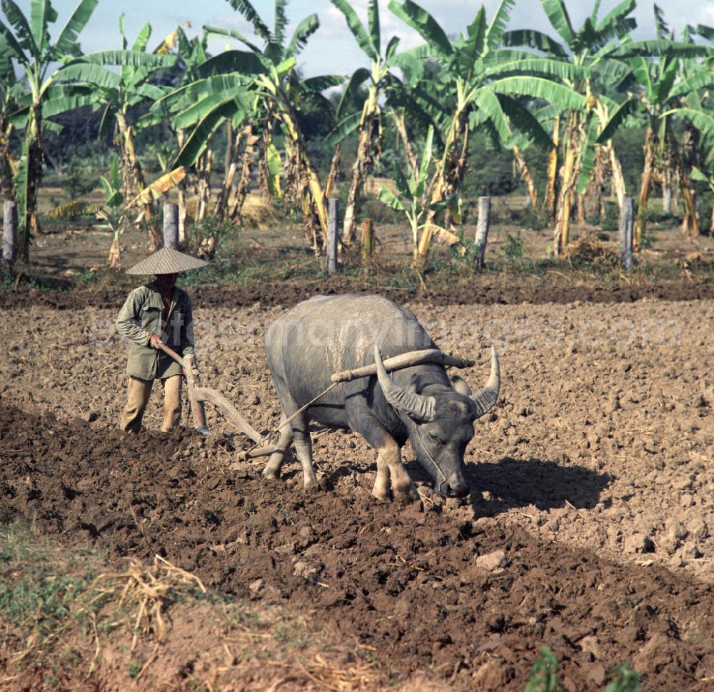 Nam Ngum: Ein Bauer pflügt ein Feld mit einem Schwingpflug und einem Wasserbüffel als Zugtier in der Demokratischen Volksrepublik Laos.