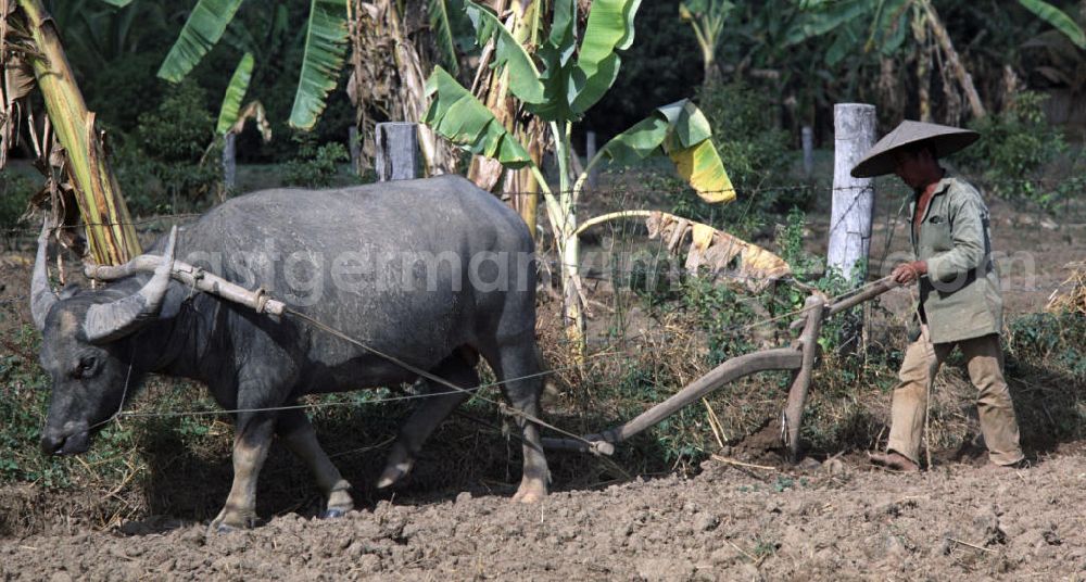 GDR image archive: Nam Ngum - Ein Bauer pflügt ein Feld mit einem Schwingpflug und einem Wasserbüffel als Zugtier in der Demokratischen Volksrepublik Laos.