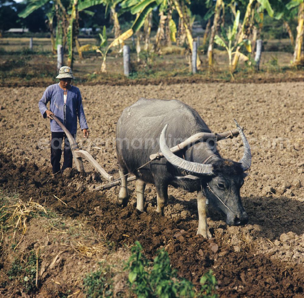 GDR photo archive: Nam Ngum - Ein Bauer pflügt ein Feld mit einem Schwingpflug und einem Wasserbüffel als Zugtier in der Demokratischen Volksrepublik Laos.