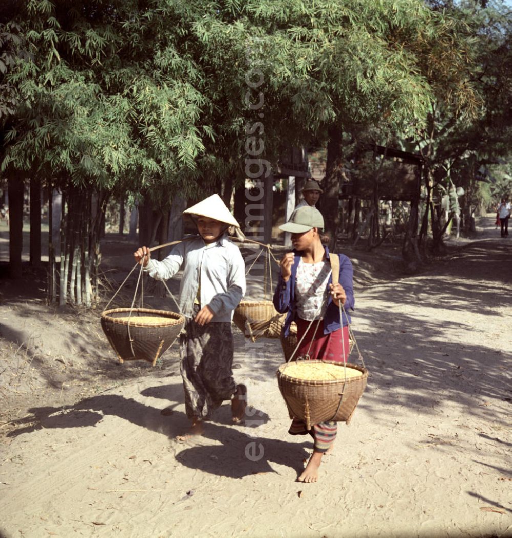 GDR image archive: Vientiane - Frauen tragen mit geschulterten Körben den geernteten Reis zu einer Sammelstelle in einem Dorf in der Demokratischen Volksrepublik Laos.