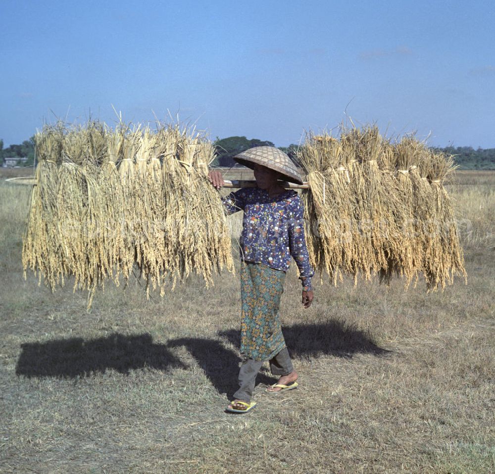 Vientiane: Eine Frau trägt eine Stange mit aufgehängten Reisgarben über ein Feld in der Demokratischen Volksrepublik Laos.